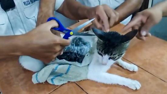 Police officers removing drug packages from a cat.