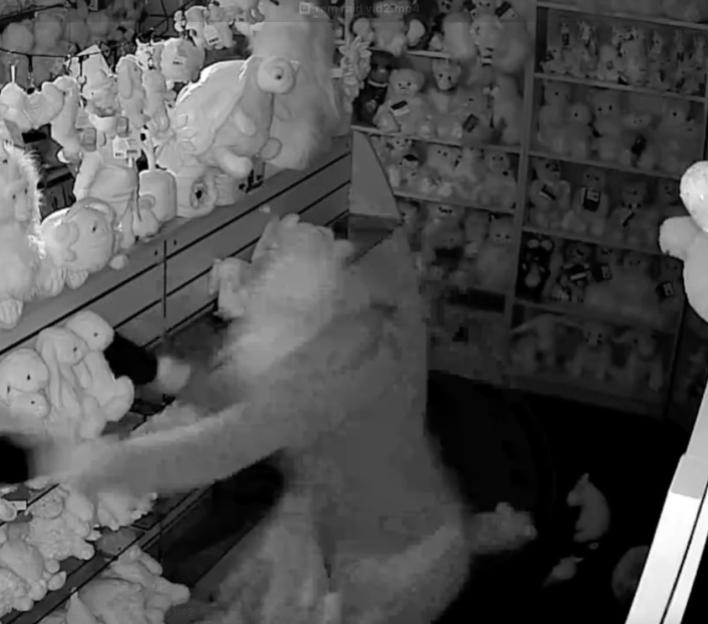 CCTV footage of thieves stealing stuffed animals from a shop.