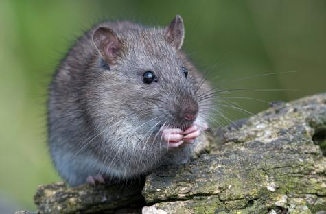 Our flats are rat-infested NIGHTMARE thanks to neighbours who lob food out their window – our kids get hit while playing