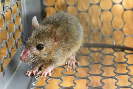 Mouse trapped in a cage.