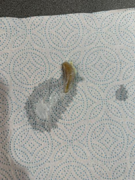 NINTCHDBPICT001034705446