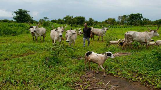 Akpete massacre: Enforce anti-open grazing law nationwide – Benue commissioner, Omale to FG
