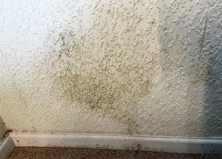 Mould growing on a wall.