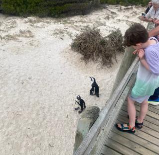Child viewing penguins on a beach.