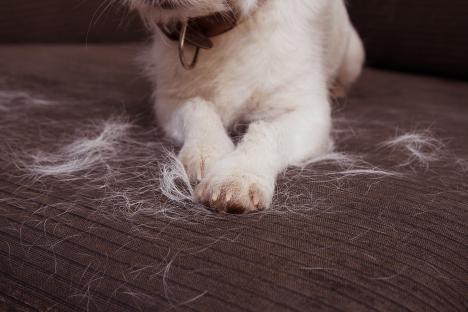 I’m a vet – here’s the five dog breeds that shed the most and how to avoid a hairy home