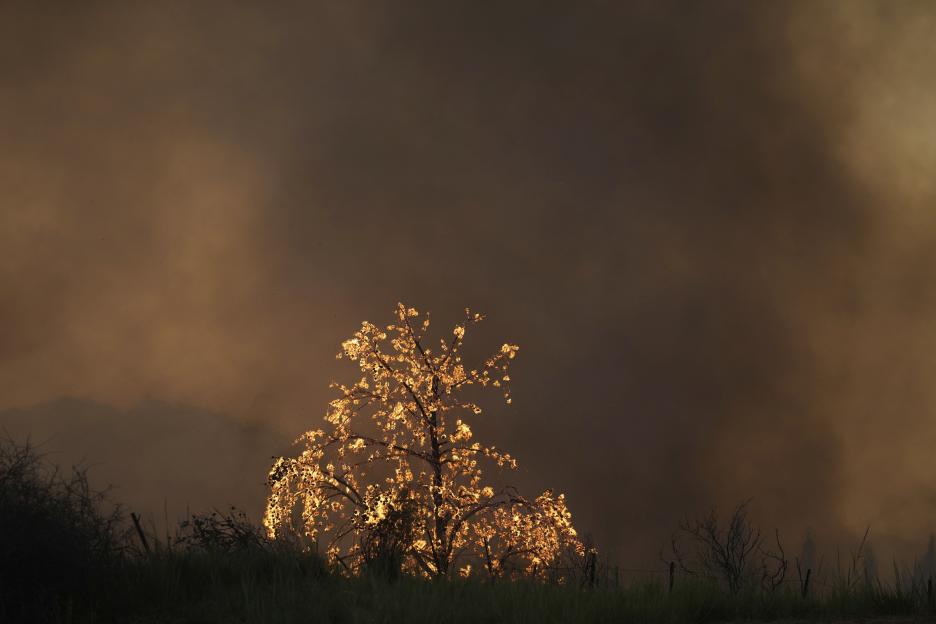 Tree burning in wildfire.