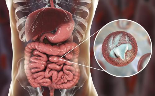 Illustration of Cryptosporidium parvum in the human intestine.