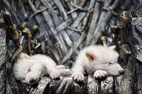 Scientists bring Dire Wolves back from the dead as boffins perform world’s first ‘de-extinction’ on Game of Thrones pet
