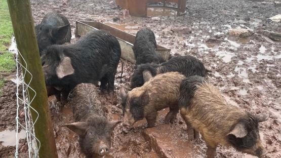 Underweight pigs in muddy pen.