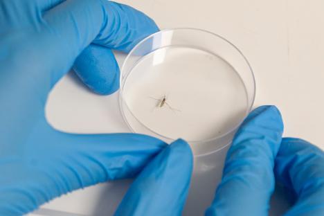 A researcher in blue gloves examines a mosquito in a petri dish.