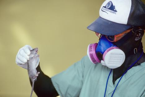 A health worker in Sierra Leone holds a rat while wearing protective gear during a Lassa fever outbreak.
