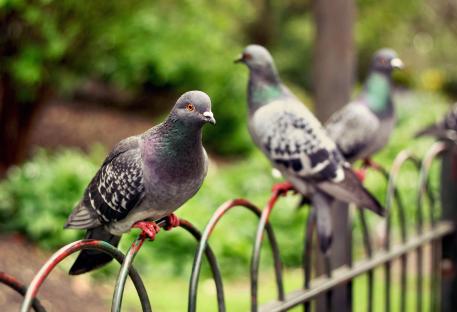 Pigeons will fly clear of your garden with little-known trick using throwback item everyone leaves to gather dust